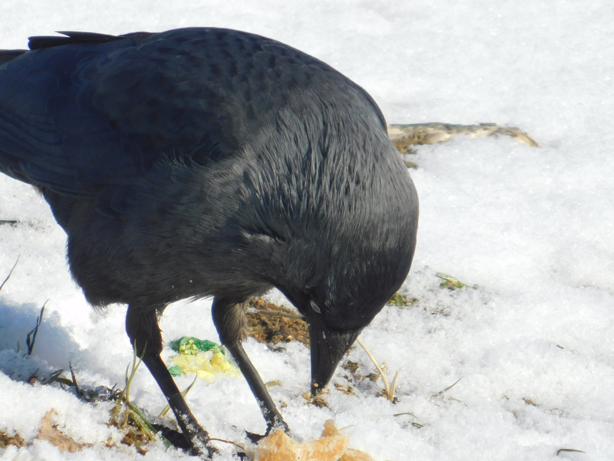 Jackdaw. Old village. 02/29/2020 - My, Jackdaw, Saint Petersburg, Cemetery, Bird watching, Ornithology, Birds, Longpost