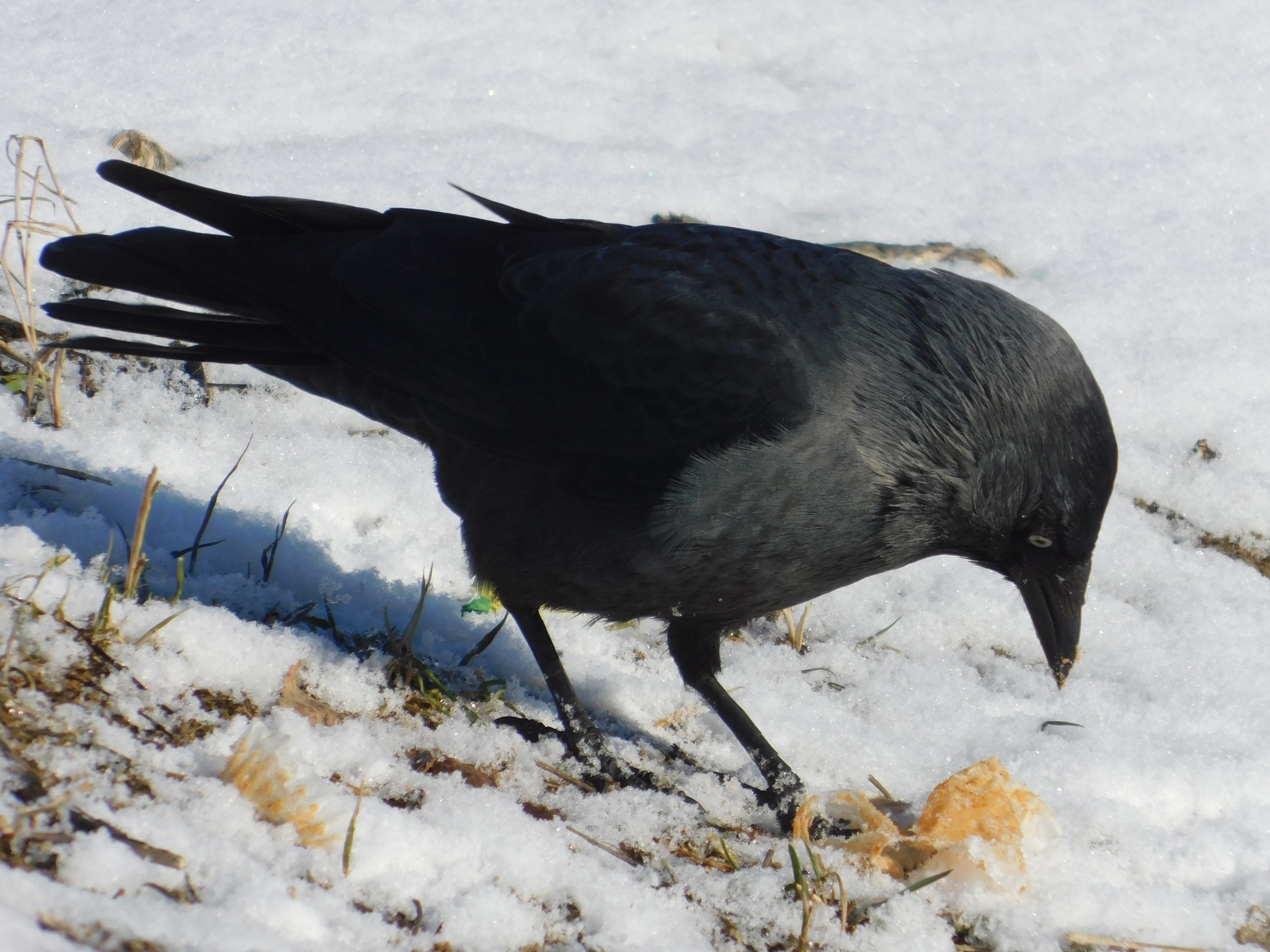 Jackdaw. Old village. 02/29/2020 - My, Jackdaw, Saint Petersburg, Cemetery, Bird watching, Ornithology, Birds, Longpost