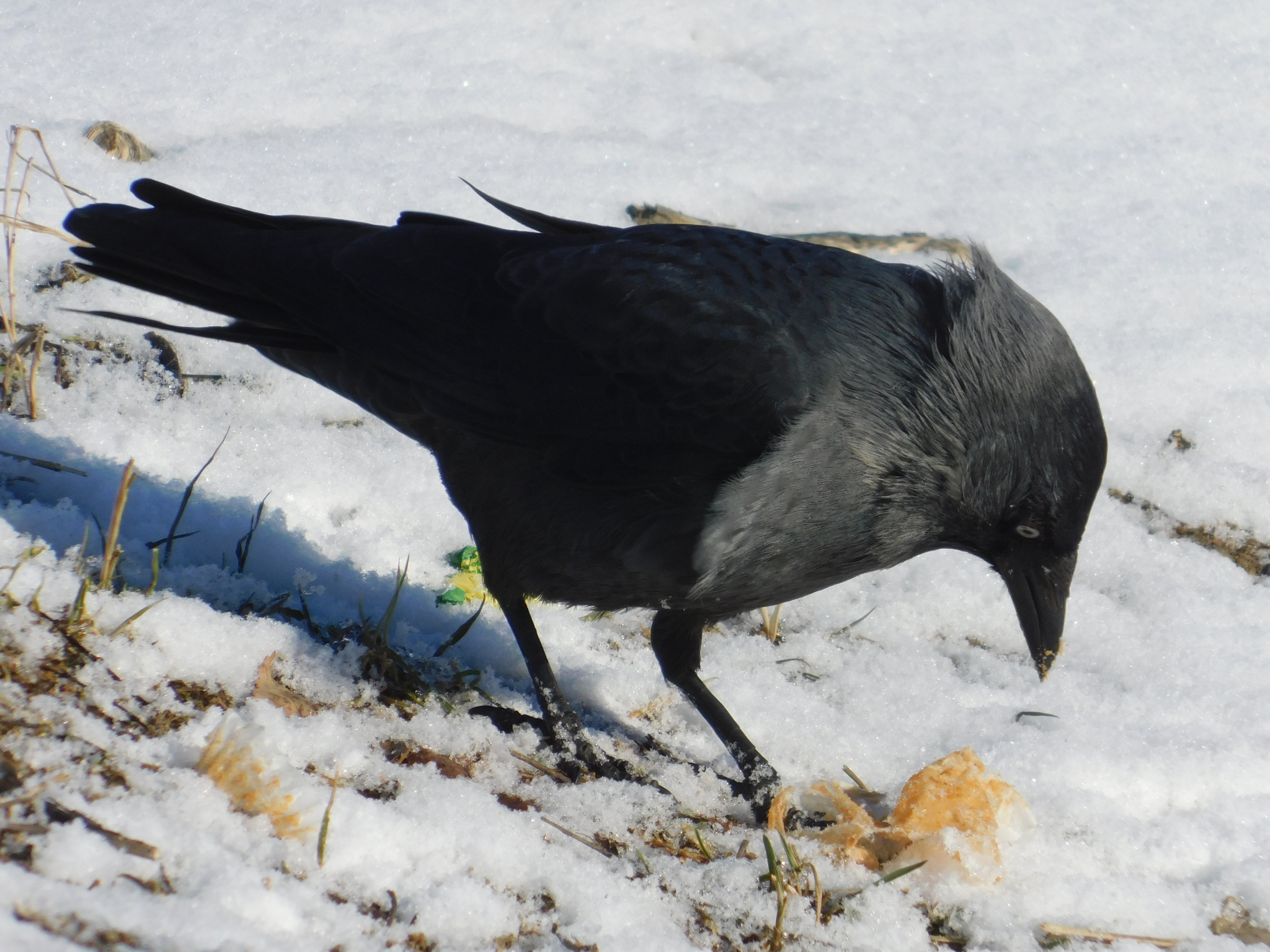 Jackdaw. Old village. 02/29/2020 - My, Jackdaw, Saint Petersburg, Cemetery, Bird watching, Ornithology, Birds, Longpost