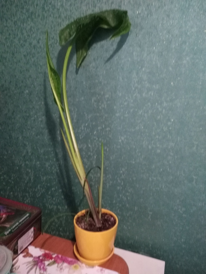 What kind of indoor flower? - Houseplants, Name, Longpost