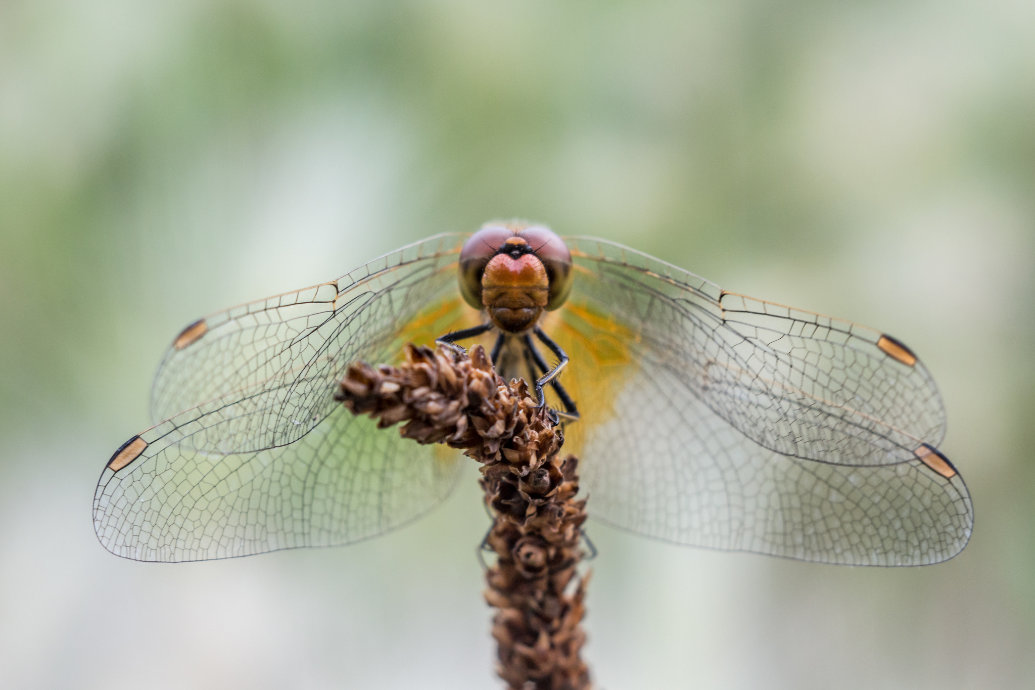 Dragonfly. Macro photo - My, Macro photography, Macro rings, Dragonfly, The photo, Soviet optics, Longpost