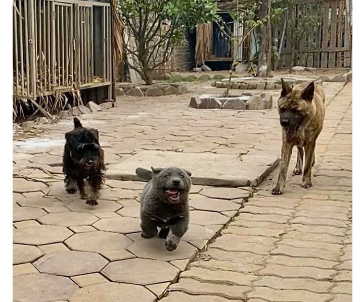 Catdog exists! He lives in Vietnam, and it’s impossible not to fall in love with him: 11 photos of an adorable baby - Vietnam, Animals, Pets, Accordion, Longpost, Dog