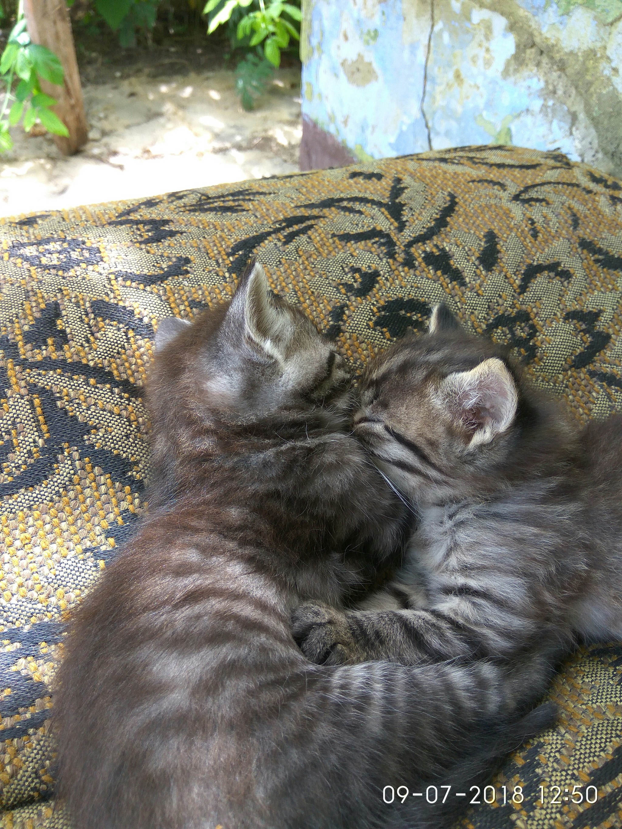 Mimimeter - Transnistria, Grigoriopol, Longpost, cat, Kittens