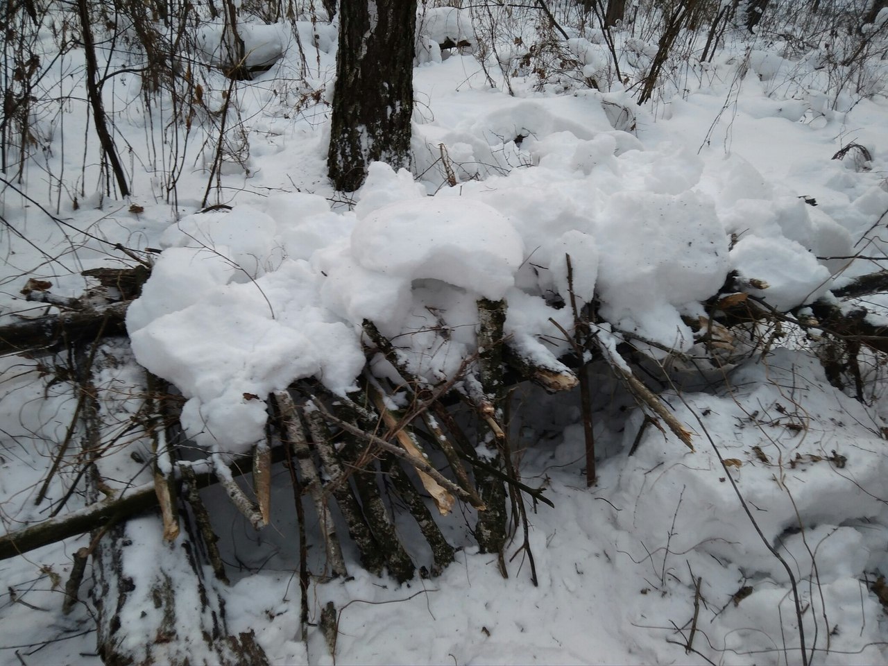 How I built a shelter in the forest - My, Longpost, Text, Tourism, Novosibirsk region, Cedar