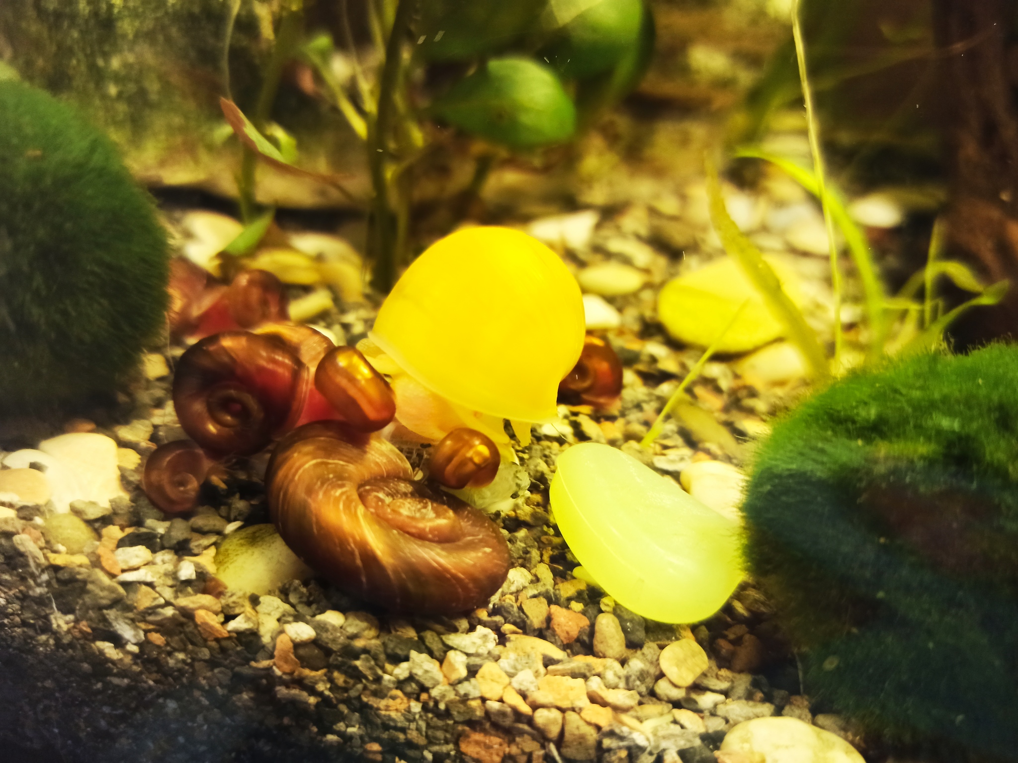 Orderlies at a feast - My, Aquarium, Aquarium, Snail