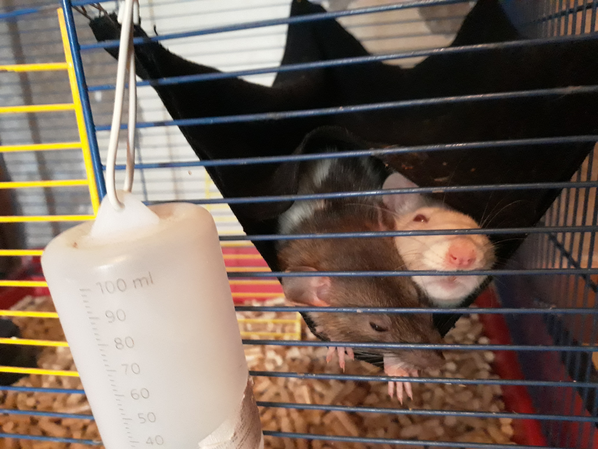 About my girls - My, Rat, Decorative rats, Animals, Pets, Rodents, Negative, Longpost