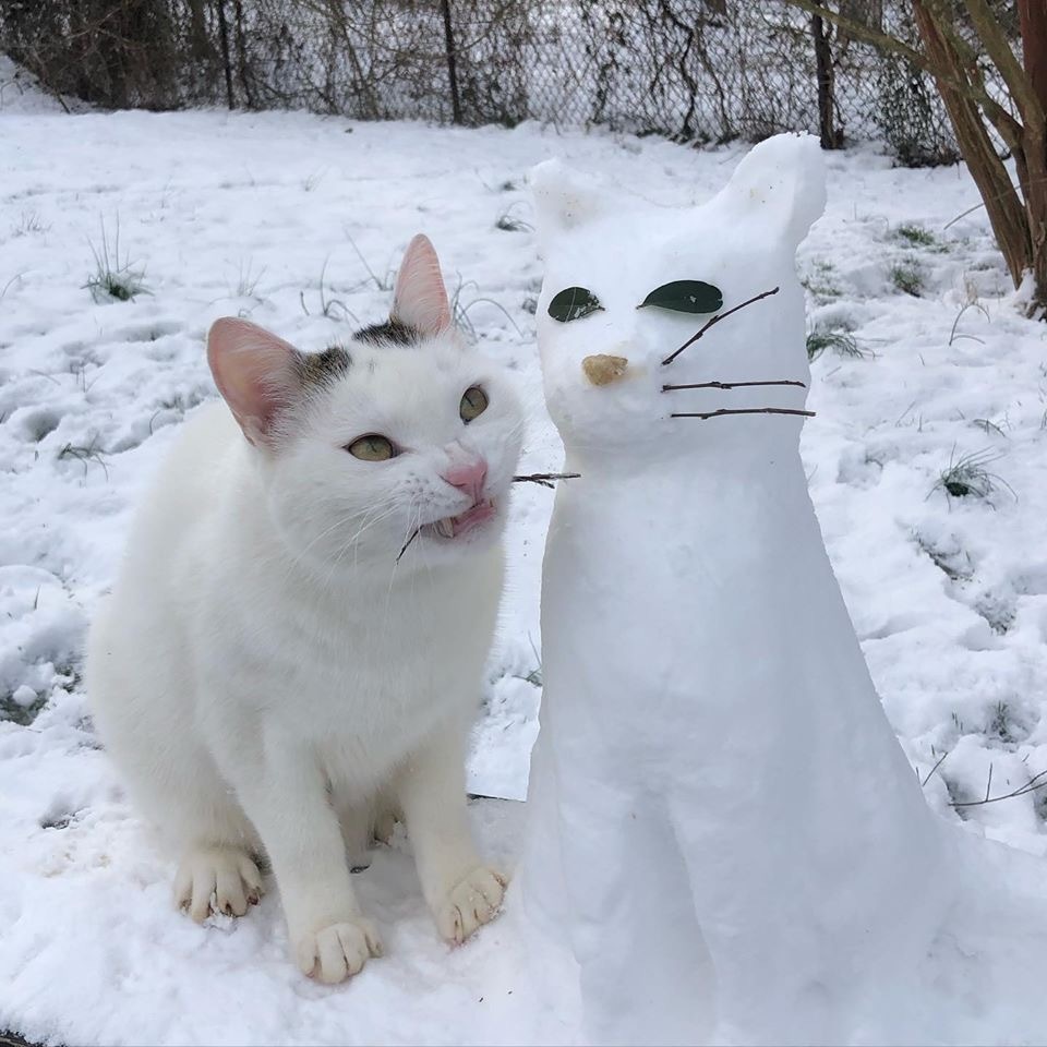 A Brief History of a Snowman - cat, Catomafia, snowman, Longpost