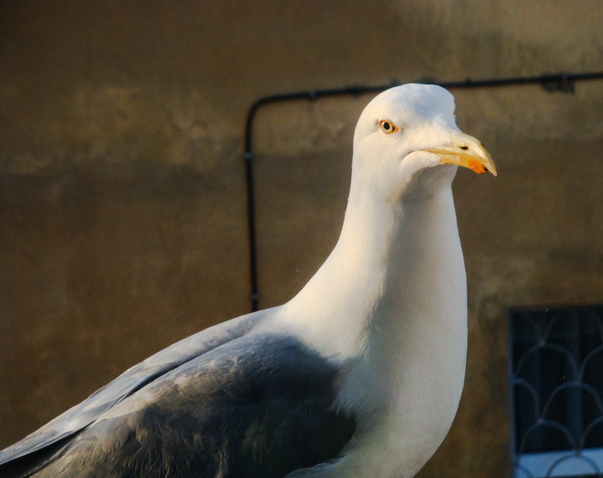 How to feed tits - My, Tit, The science, Ornithology, Humor, Pets, Longpost