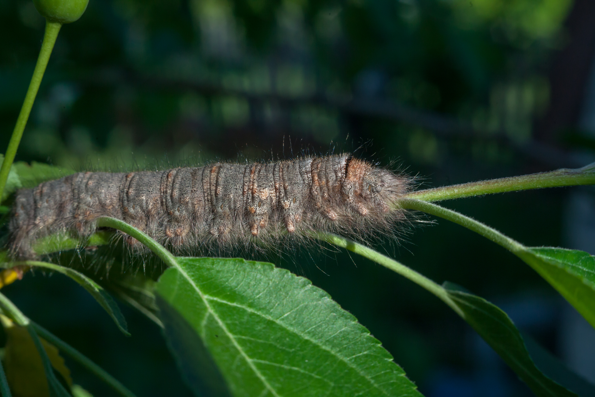 Macro experiences. Insect photography - My, Macro photography, Soviet optics, Карелия, Insects, Longpost