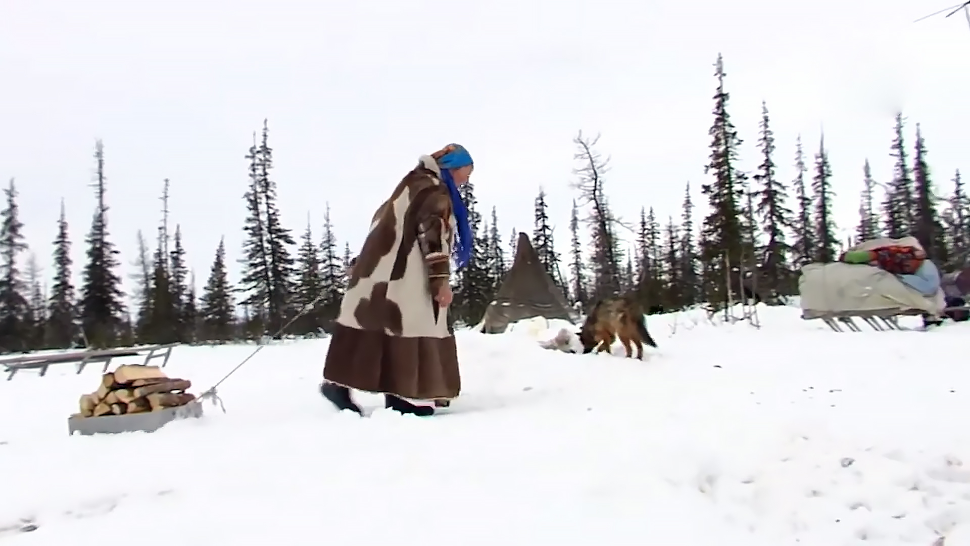 Housewives who receive a salary! Plague worker is an unusual profession in the Far North - Housekeeper, Housewife, Tundra, Profession, Yamal, YaNAO, Family, Arctic, Video, Longpost