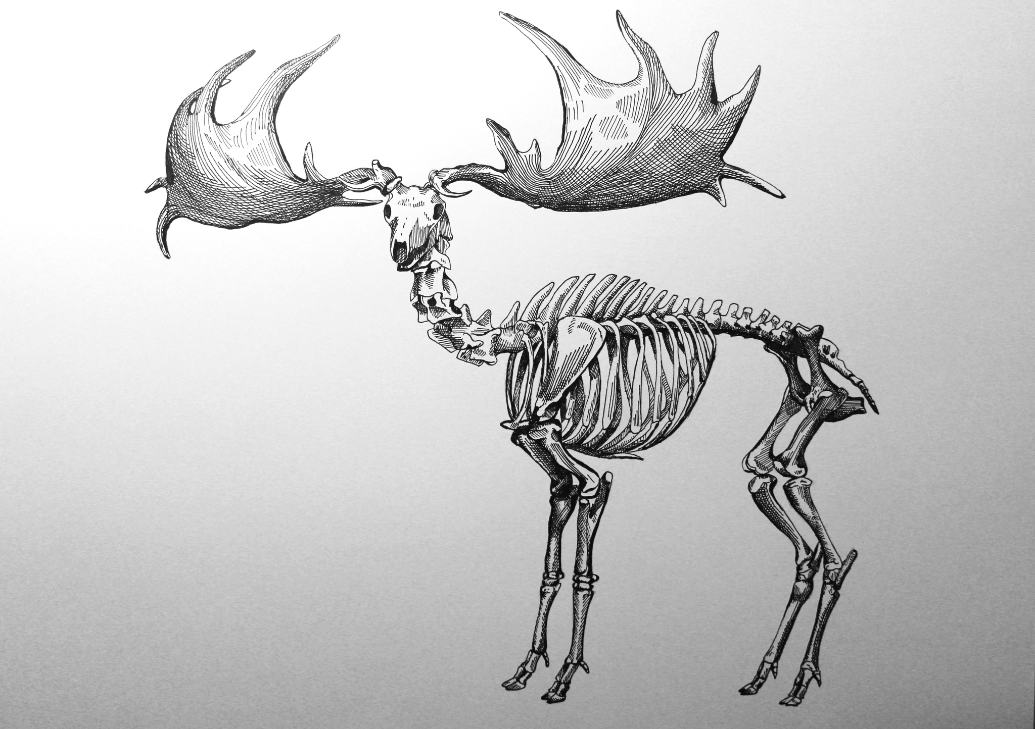 Мегалоцерос - Моё, Палеонтология, Скелет, Рисунок, Олени, Старина, Гравюра