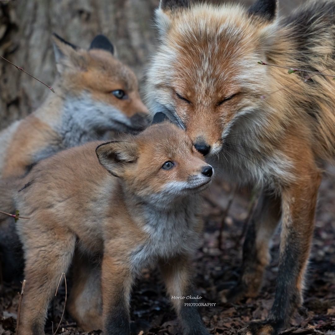 Caring mother fox with cubs - Animals, Fox, Nature, Family, Love, Longpost, The photo, Fox cubs