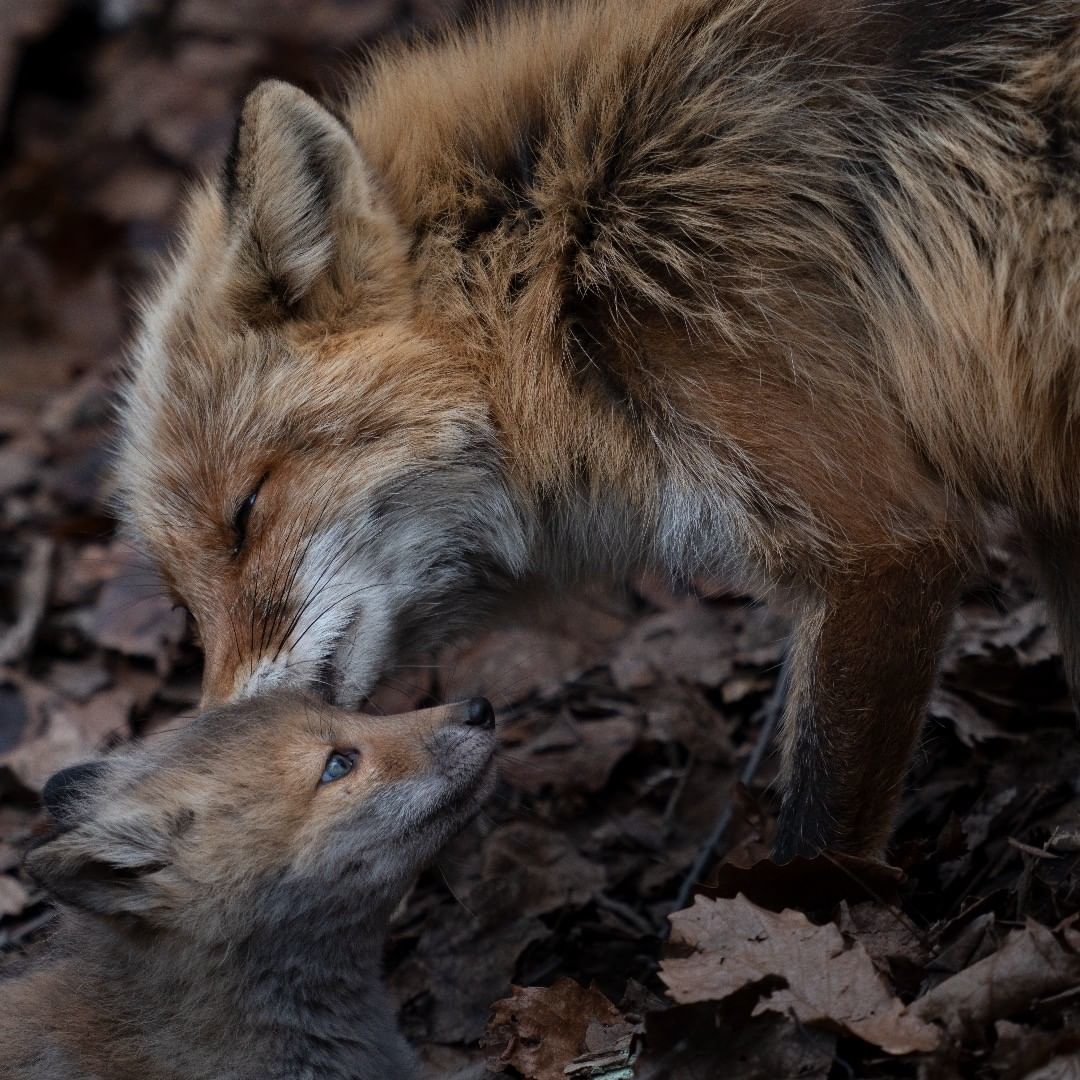 Caring mother fox with cubs - Animals, Fox, Nature, Family, Love, Longpost, The photo, Fox cubs