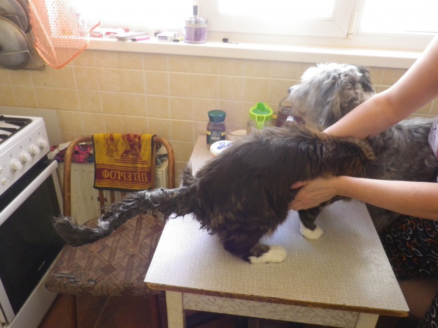 Long live scented soap and fluffy towels! - My, Maine Coon, cat, Catomafia, Bathing, Photo on sneaker, Longpost