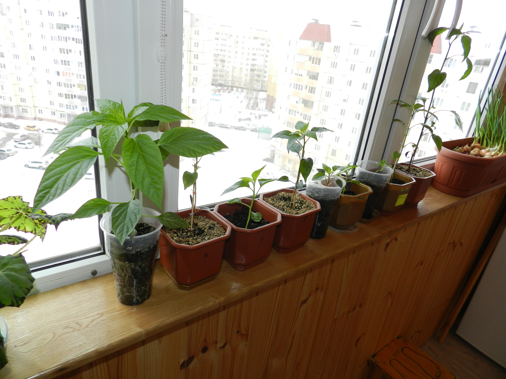 Hot pepper, new season 2020 (part 4) - My, Pepper farming, Vegetable garden on the windowsill, Hot peppers, Hobby, Longpost