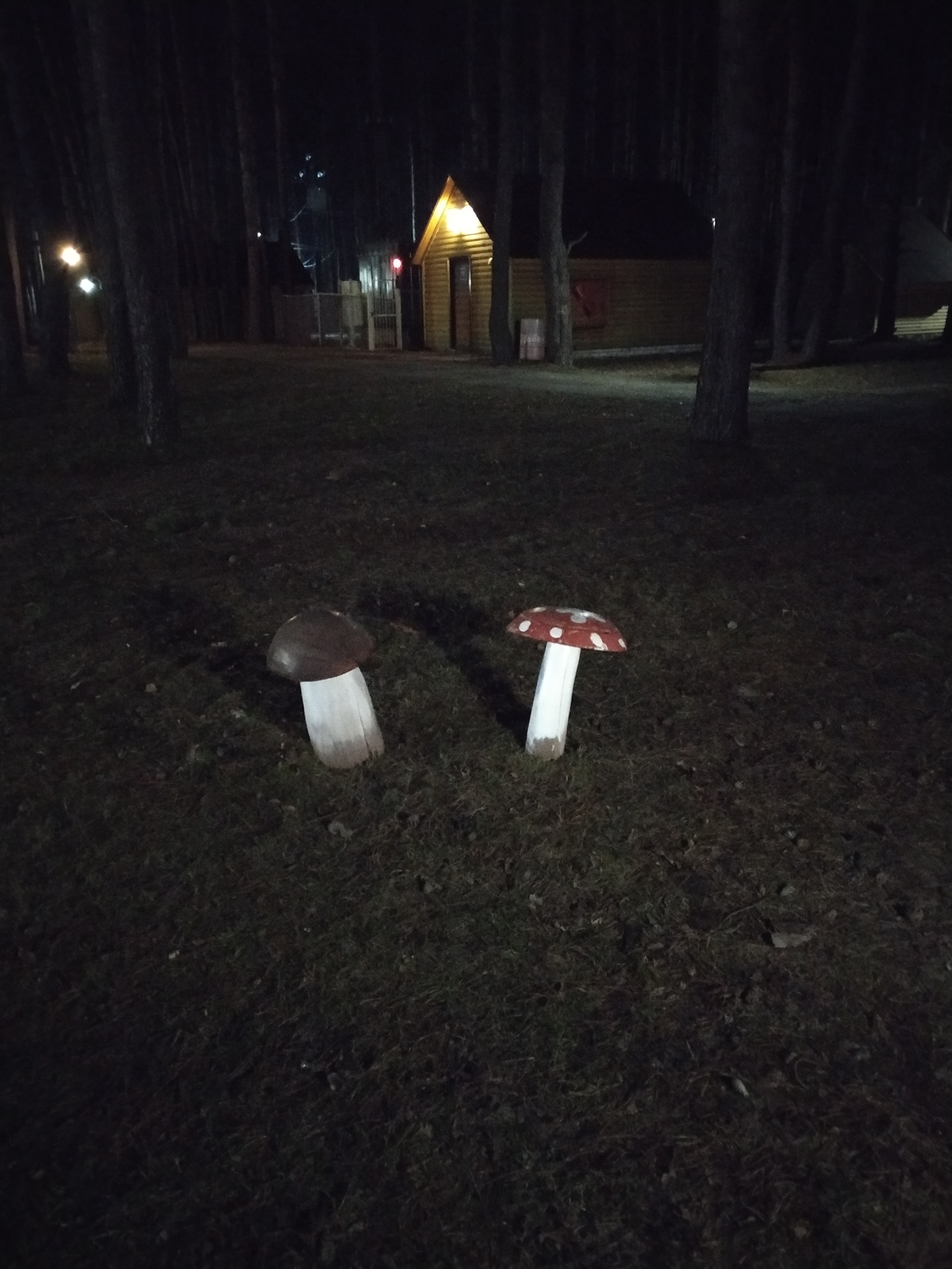 First mushrooms this year - Mushrooms, Recreation center, Longpost