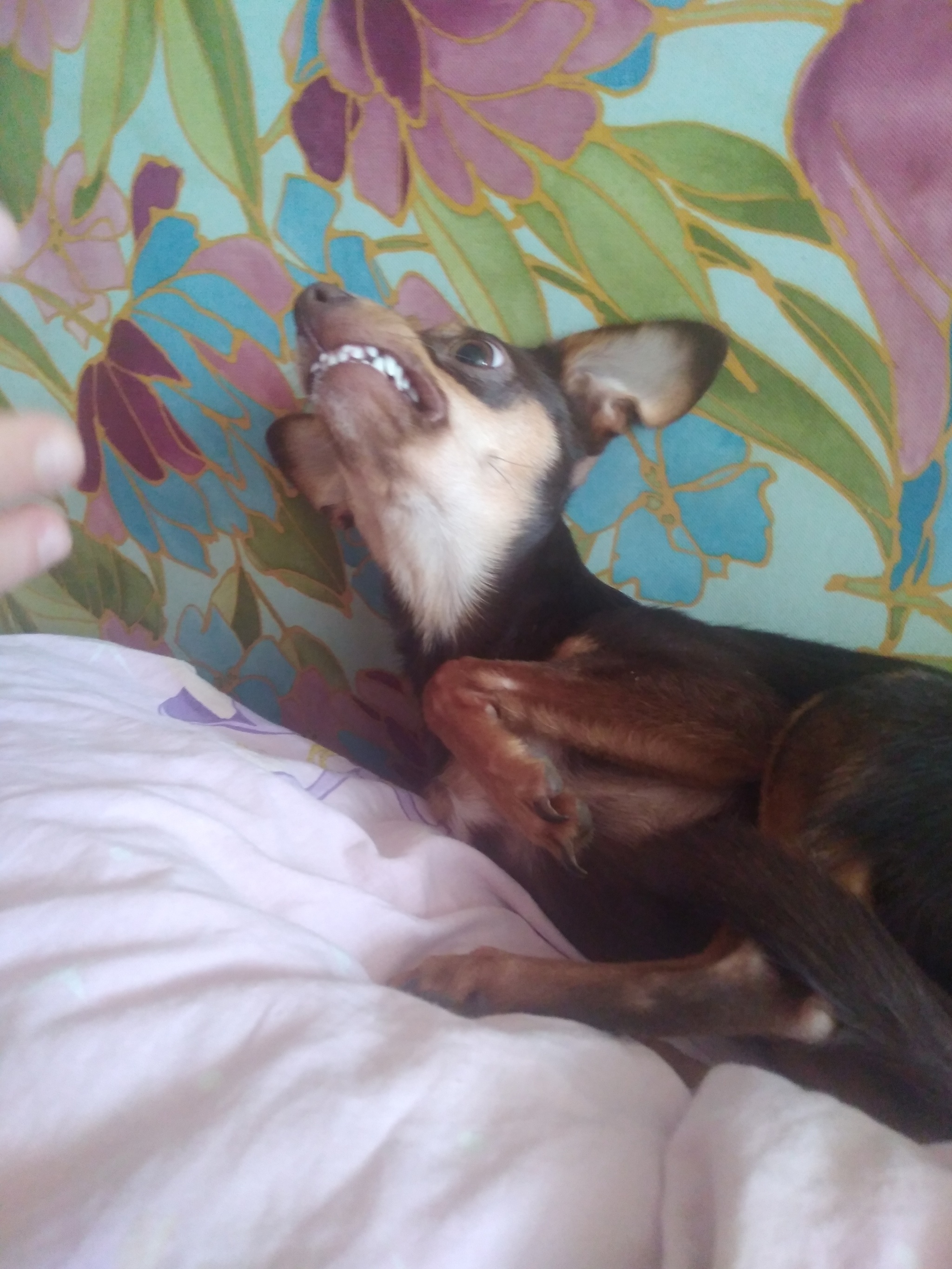 When backed into a corner... - My, Russian Toy Terrier, Aggression, Pets, Longpost, Dog