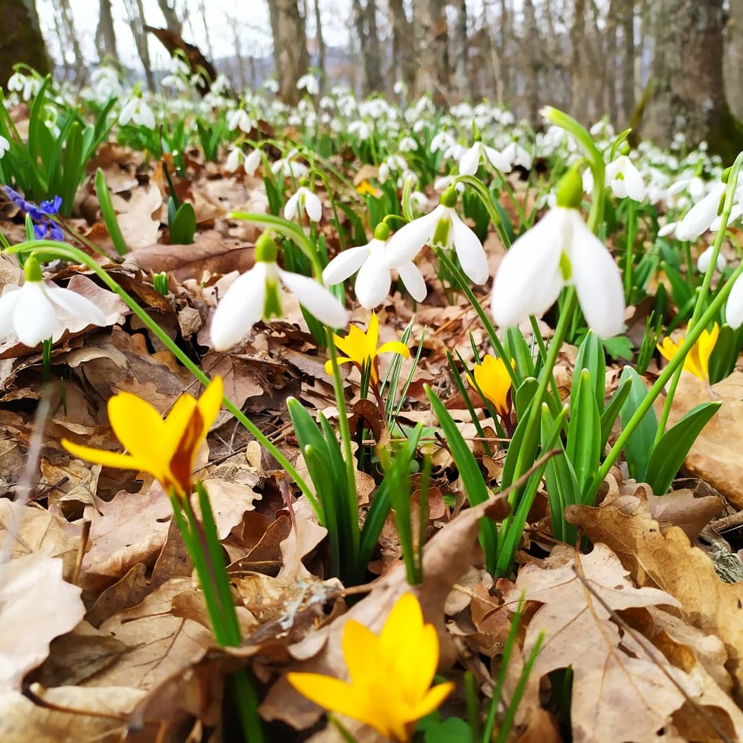 Spring on Mount Ayu-Dag - My, Nature, The mountains, Flowers, Snowdrops flowers, Video