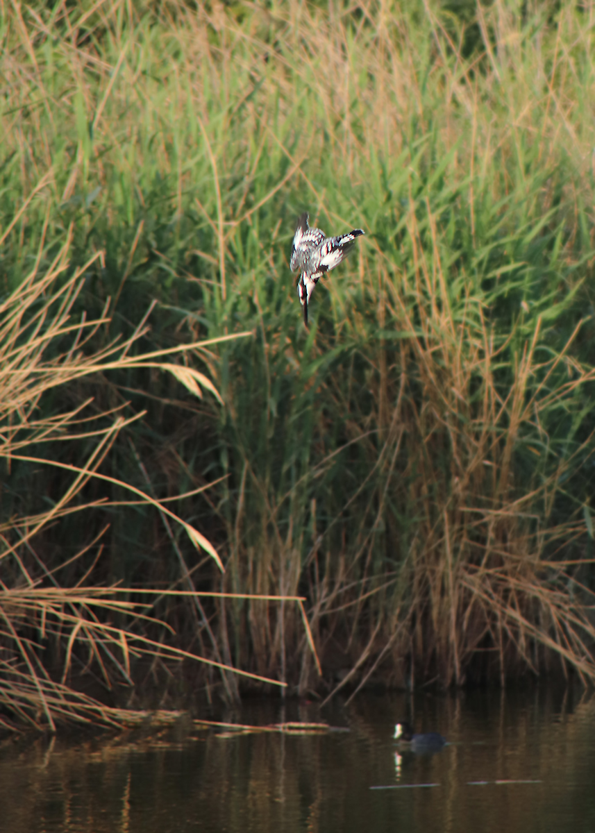 Kingfisher and all-all-all - My, The photo, Birds, Longpost