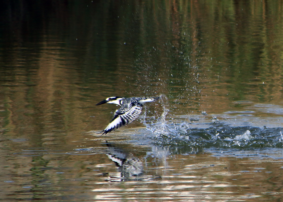 Kingfisher and all-all-all - My, The photo, Birds, Longpost