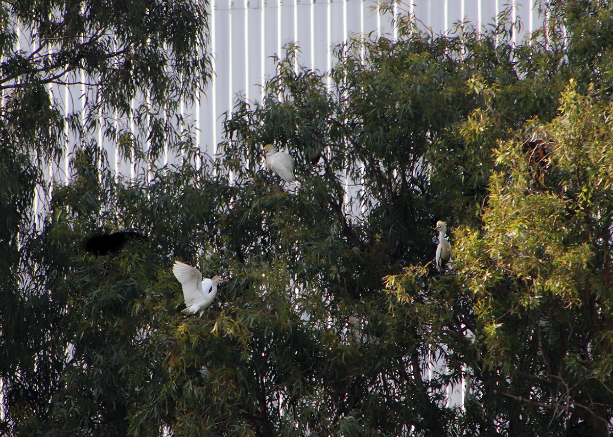 Kingfisher and all-all-all - My, The photo, Birds, Longpost