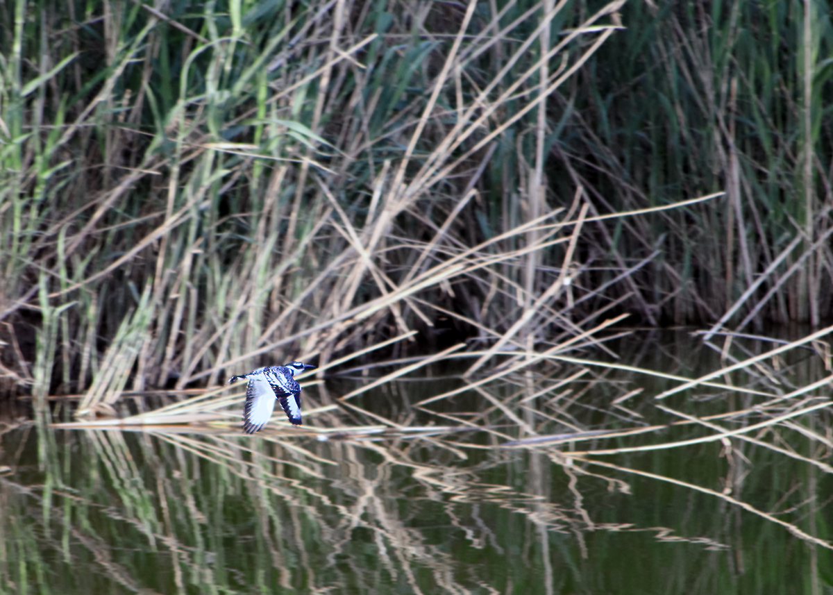 Kingfisher and all-all-all - My, The photo, Birds, Longpost