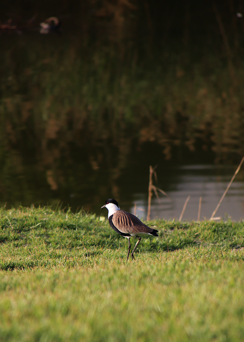 Kingfisher and all-all-all - My, The photo, Birds, Longpost