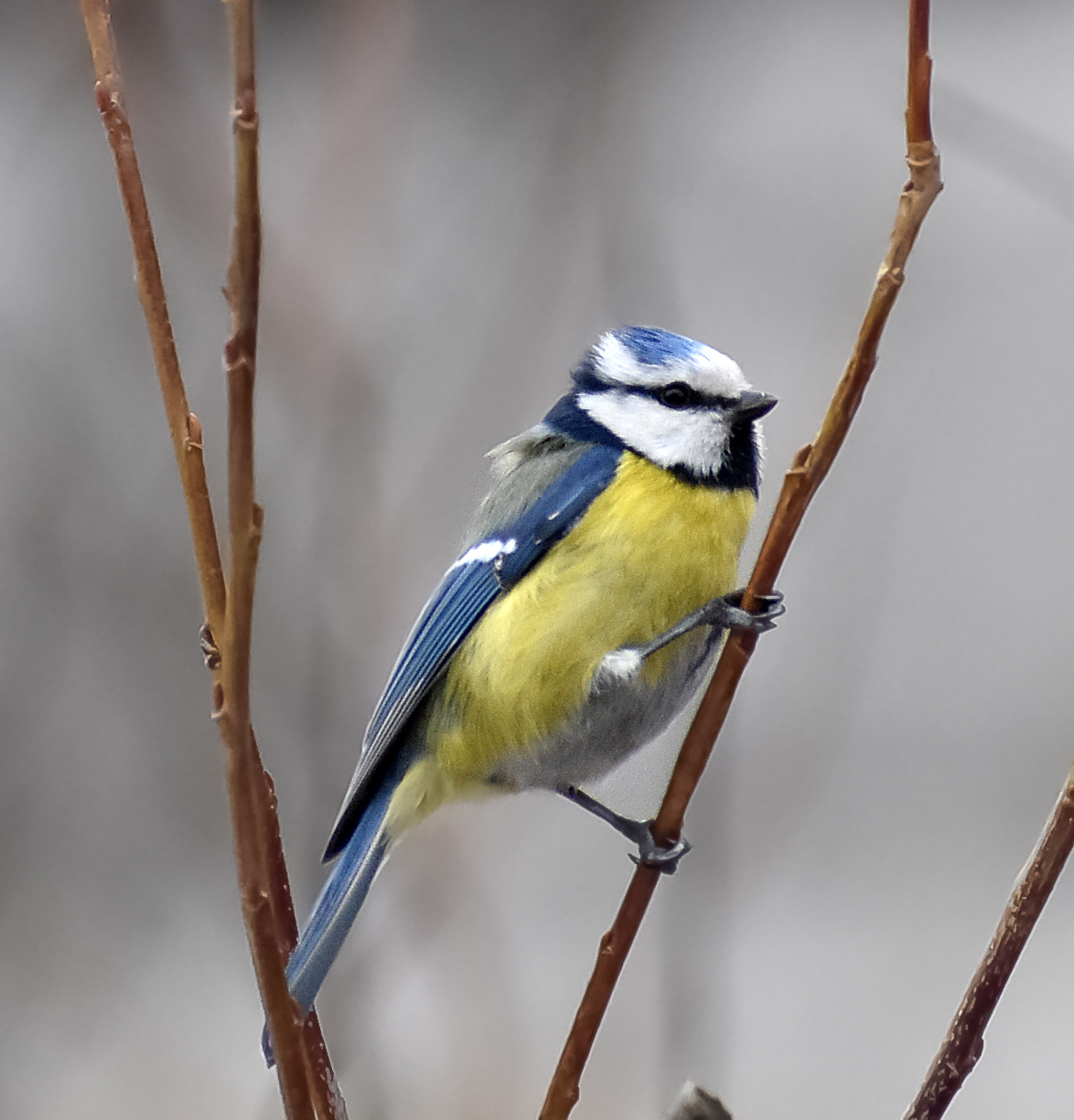 Blue tit - My, Ornithology, Tit, Hobby, Nature, Schelkovo, Photo hunting, Forest, Longpost