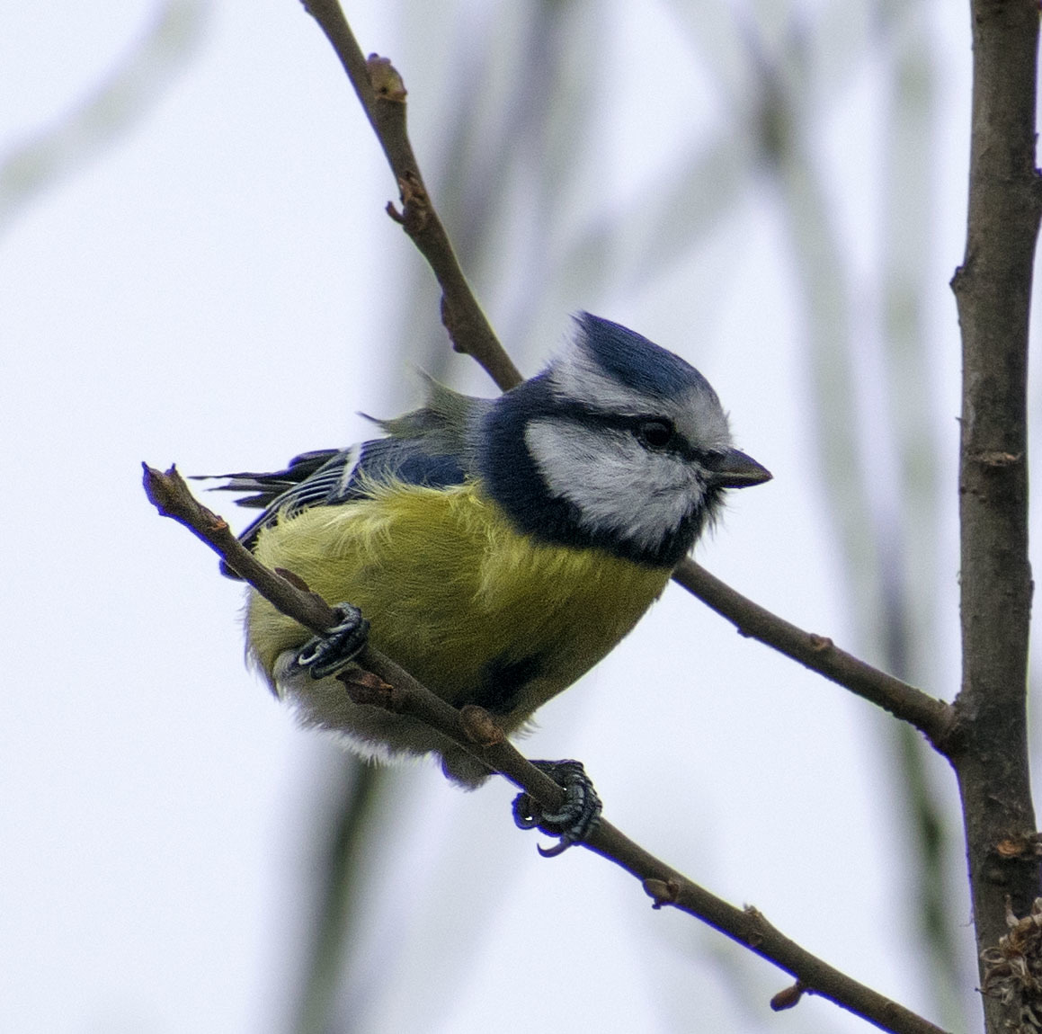 Blue tit - My, Ornithology, Tit, Hobby, Nature, Schelkovo, Photo hunting, Forest, Longpost