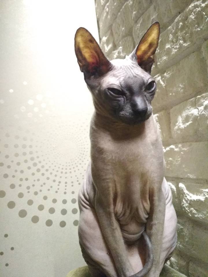 How our cat saved our son from a fire - My, Don Sphynx, Fire, Saving life, Fire, cat, Children