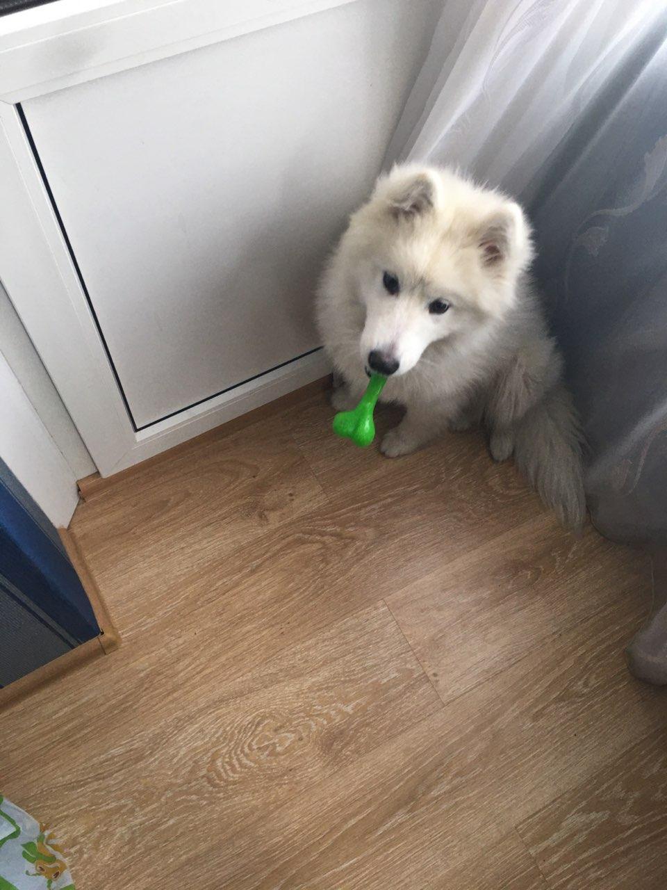 I'll give the Samoyed puppy to good hands - My, Samoyed, No rating, Longpost