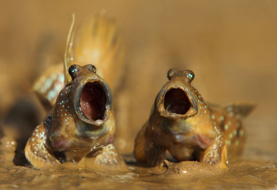 Mudskippers - Nature, The photo, From the network, Mudskipper, Longpost