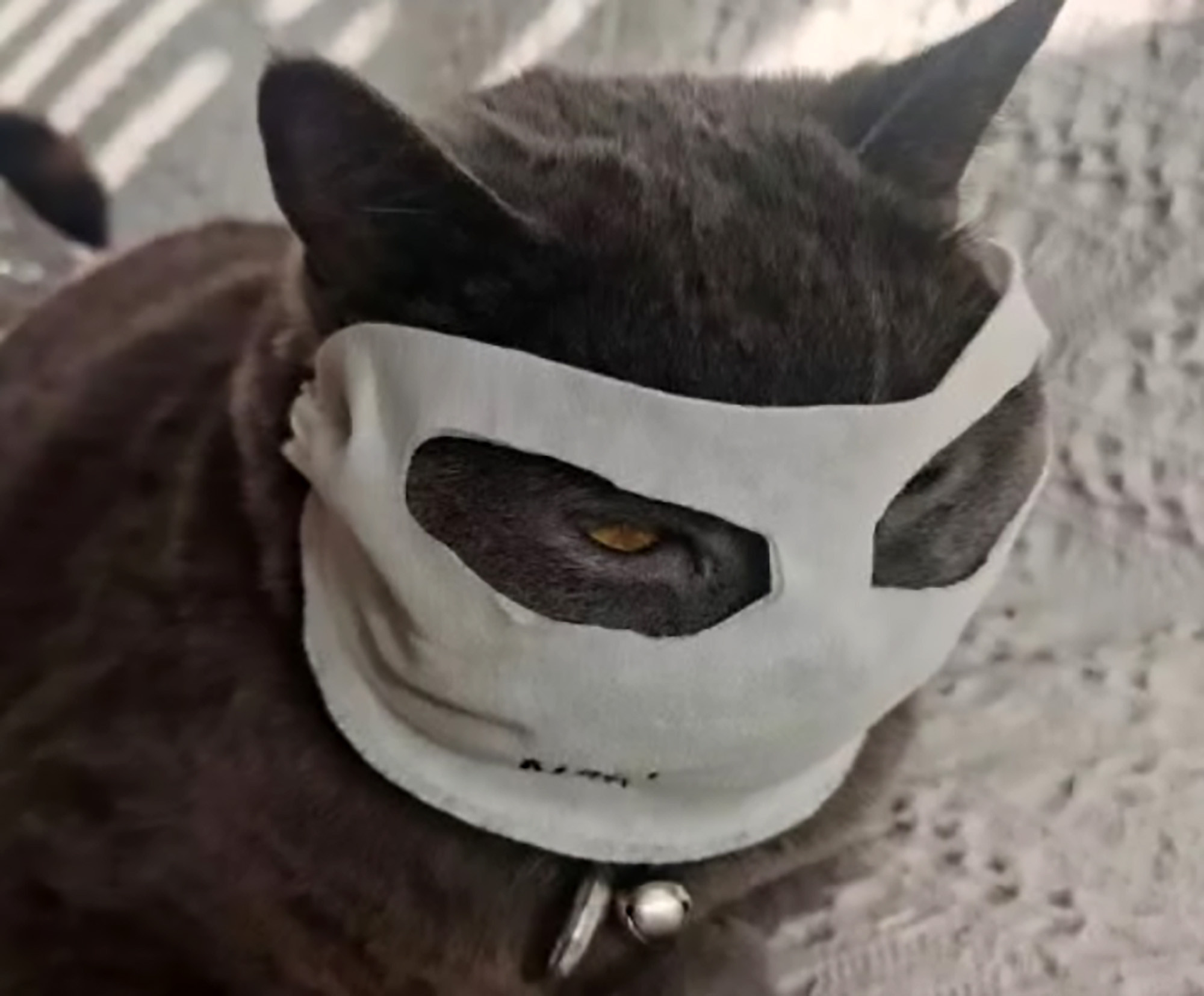 Кто под маской кота в 5. Маска кота. Коты в масках. Котик в маске для лица. Смешные коты в маске.