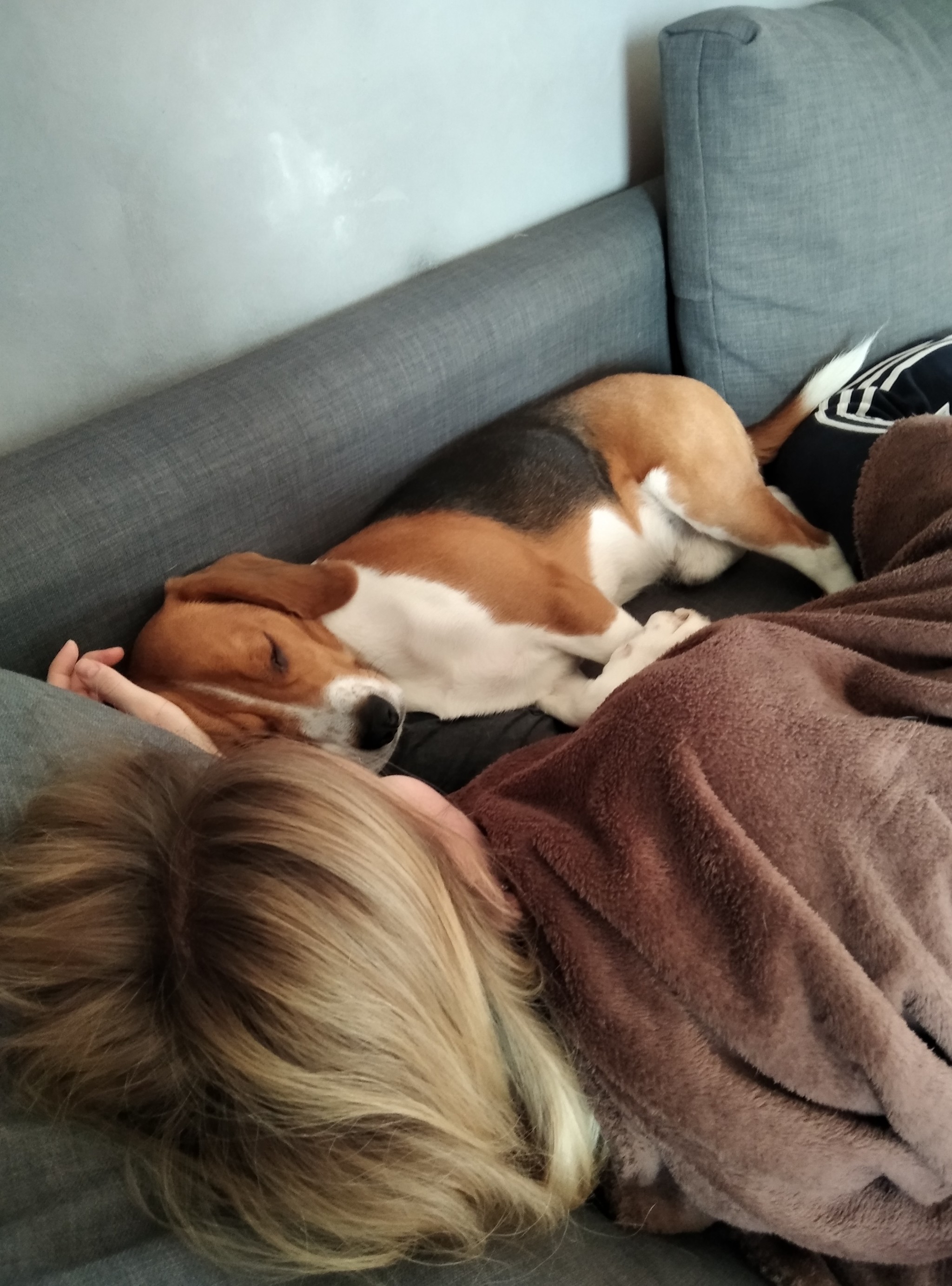 “We don’t need a dog,” she said - My, Dog, Beagle, Wife