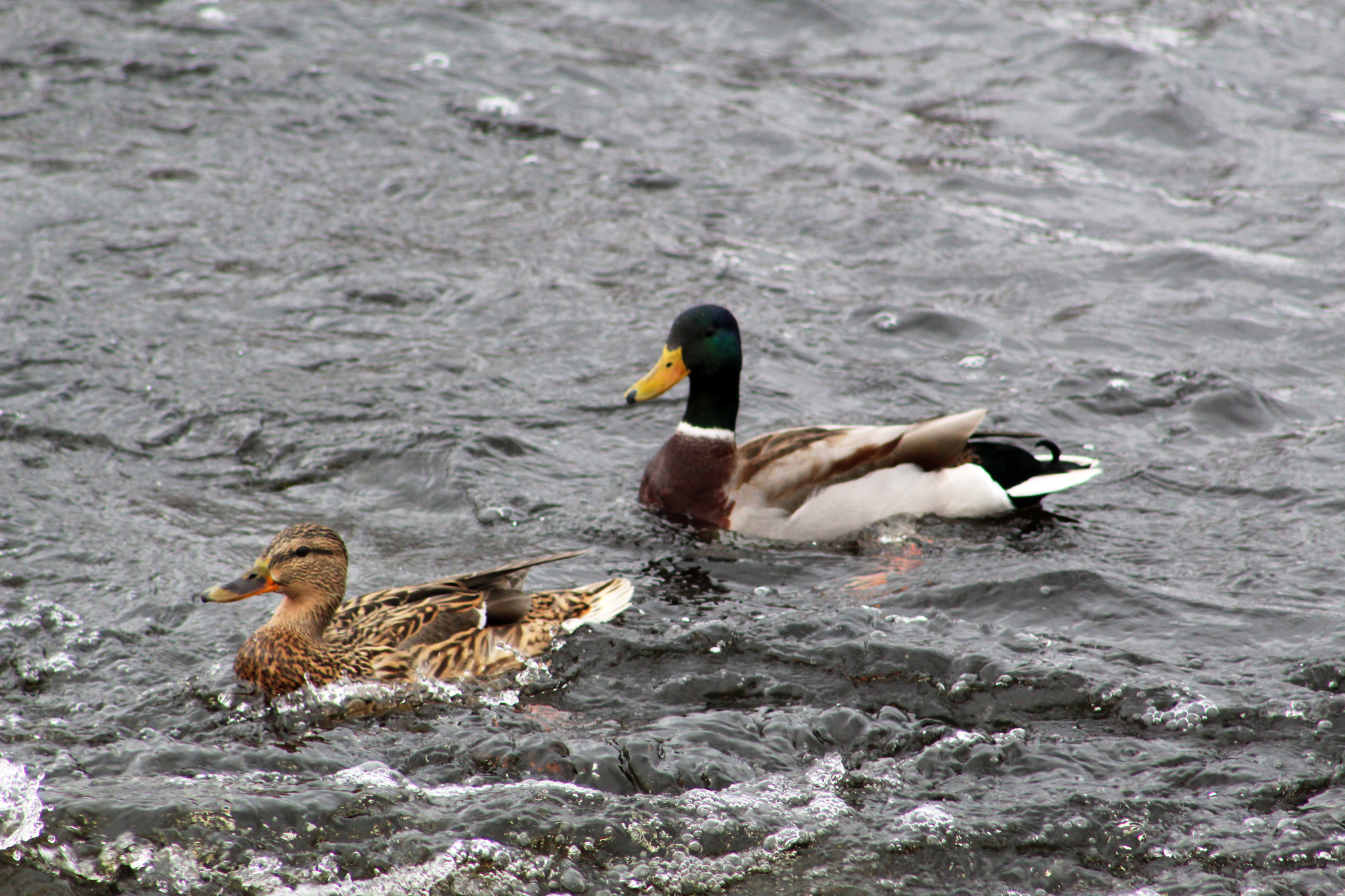 Walk in the woods - My, Canon 1300d, Squirrel, Duck, Birds, The photo, Longpost