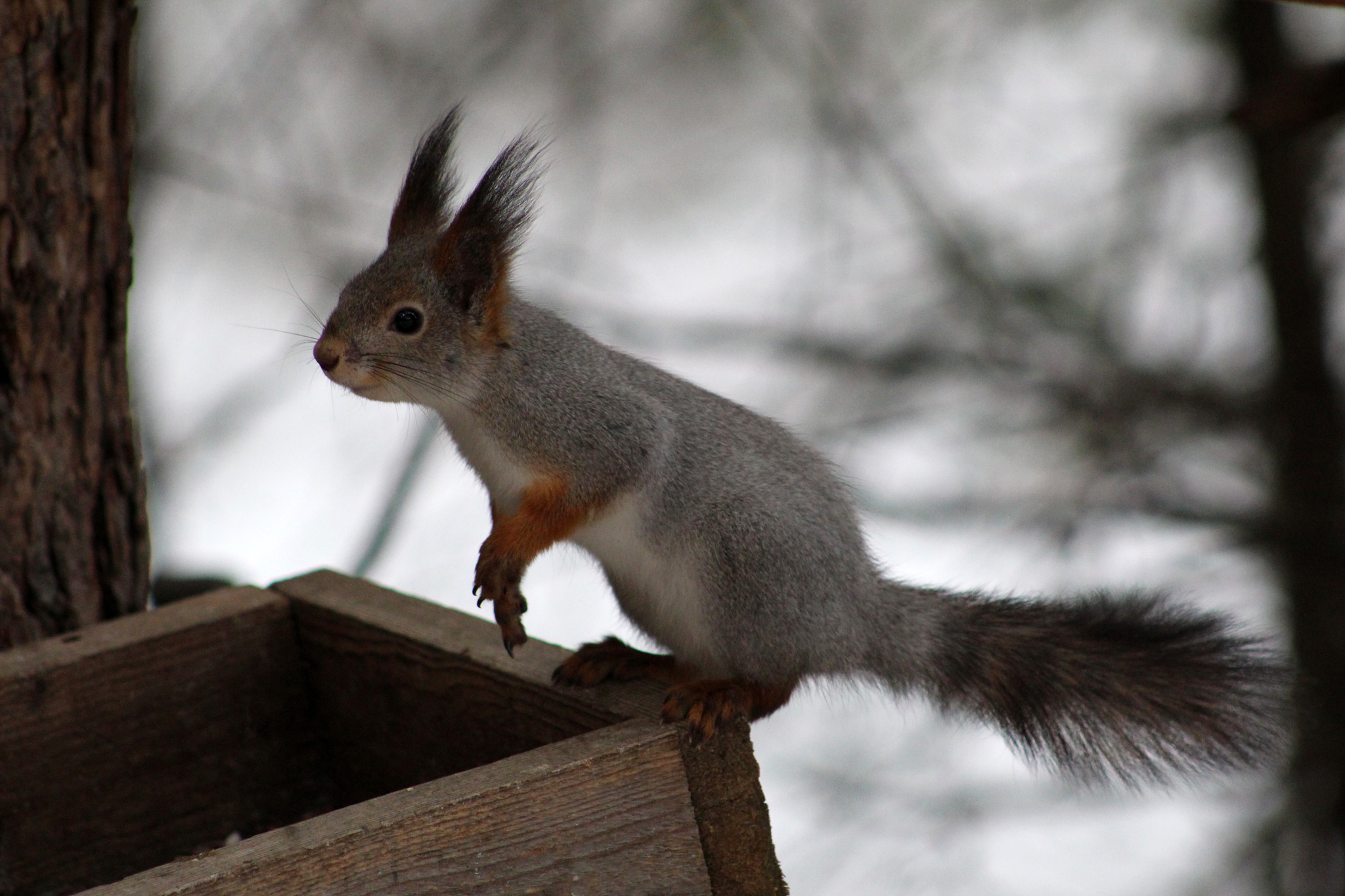 Walk in the woods - My, Canon 1300d, Squirrel, Duck, Birds, The photo, Longpost