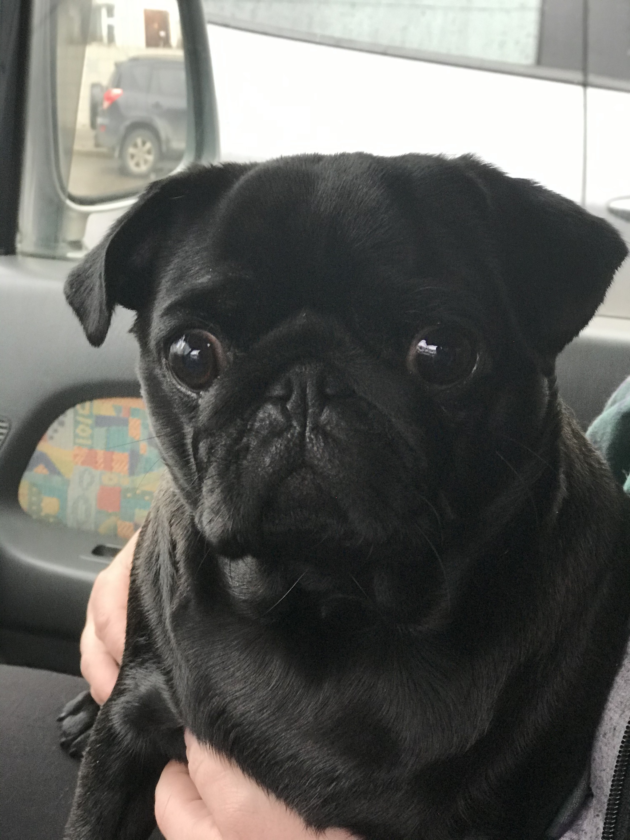 She's so sad... - My, Pug, Sadness, Have arrived, Dog