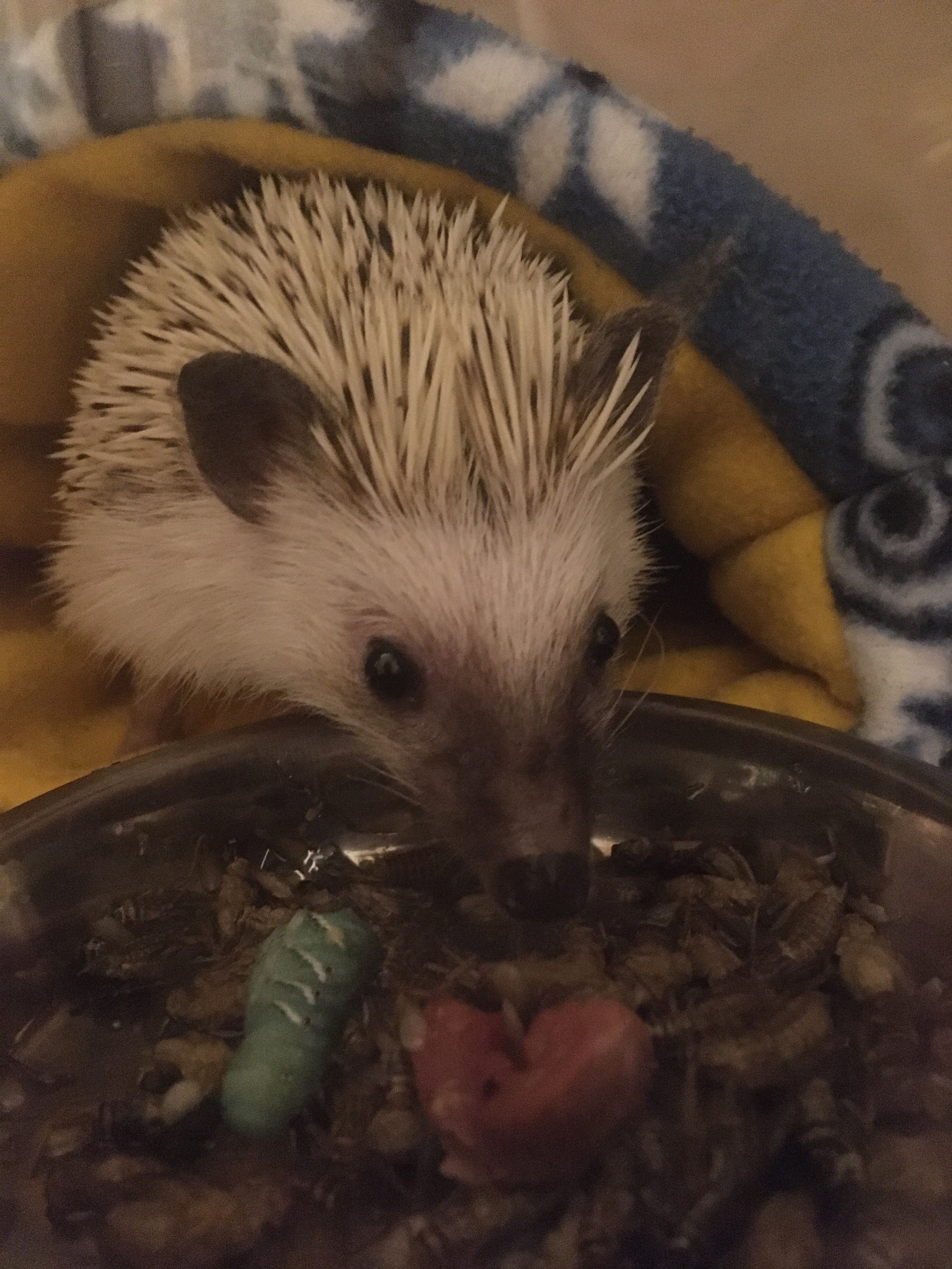 -Dratuti - My, Hedgehog, African pygmy hedgehog, Milota, Dinner, Longpost