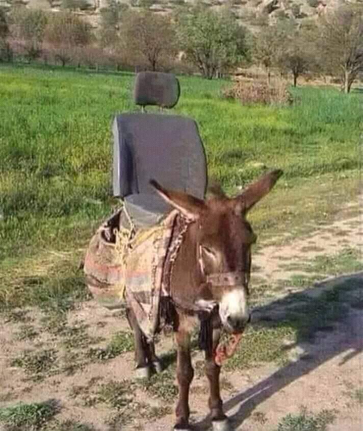 Travel in comfort - Donkey, Armchair, Comfort, Hardened