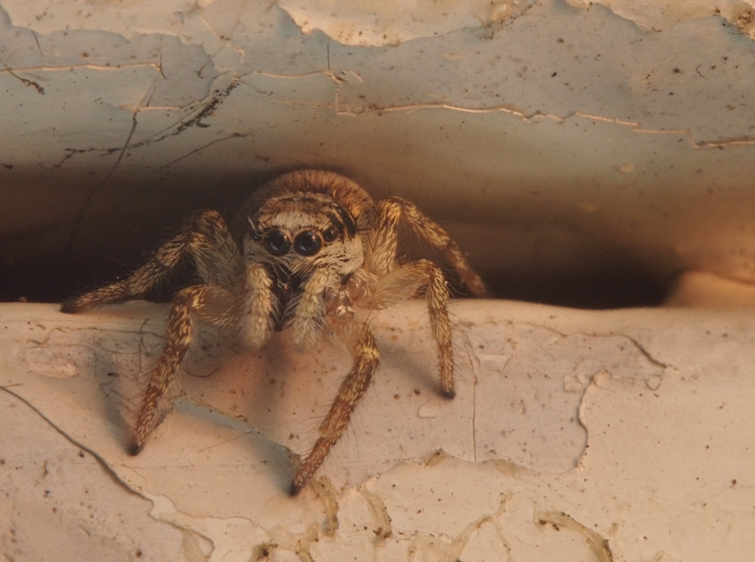 Spider - My, Macro photography, Spider, The photo, Macro, Olympus, Industar, Macrolensa, Longpost, Jumping spider