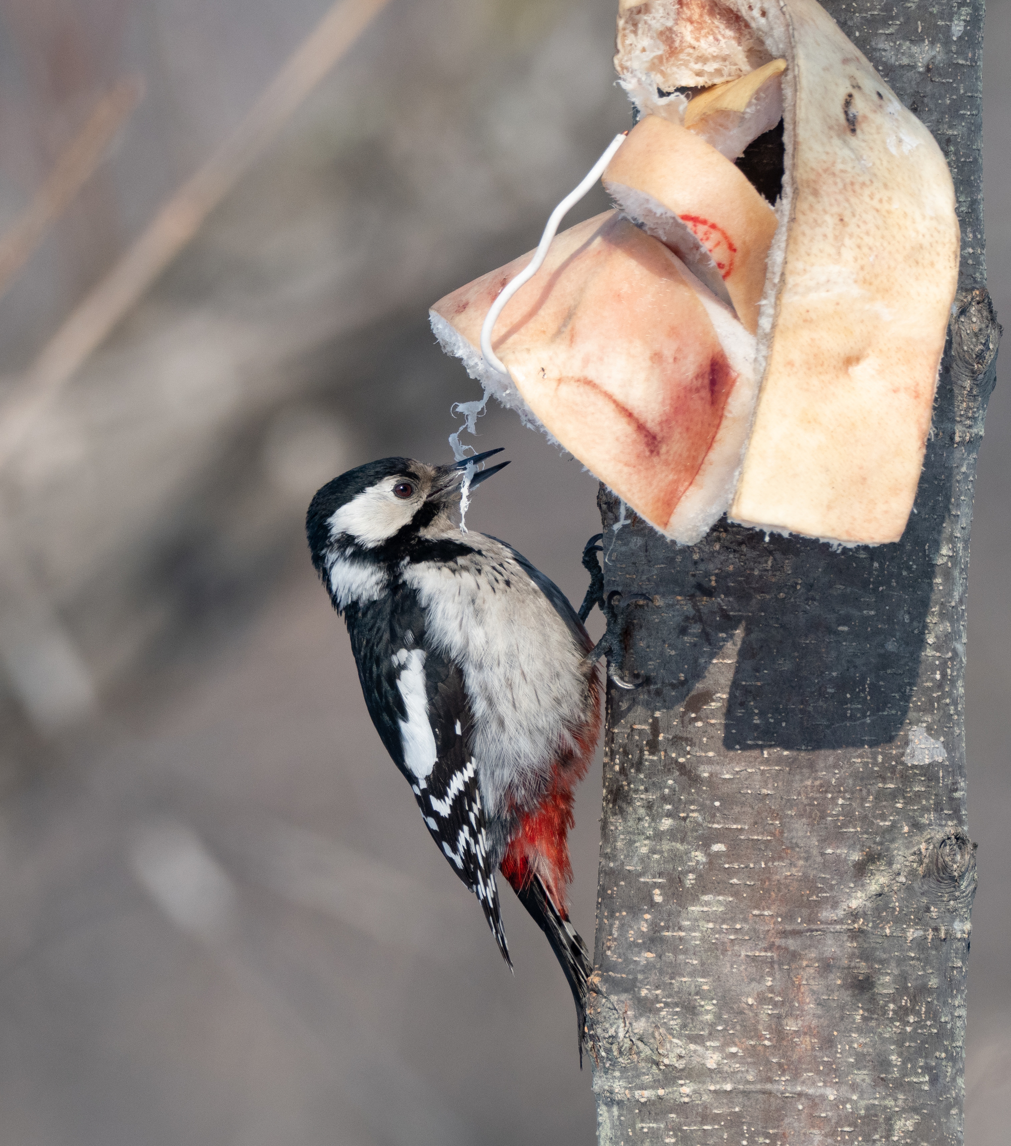 Everyone loves lard! - My, Woodpeckers, Salo, Great spotted woodpecker, Birds