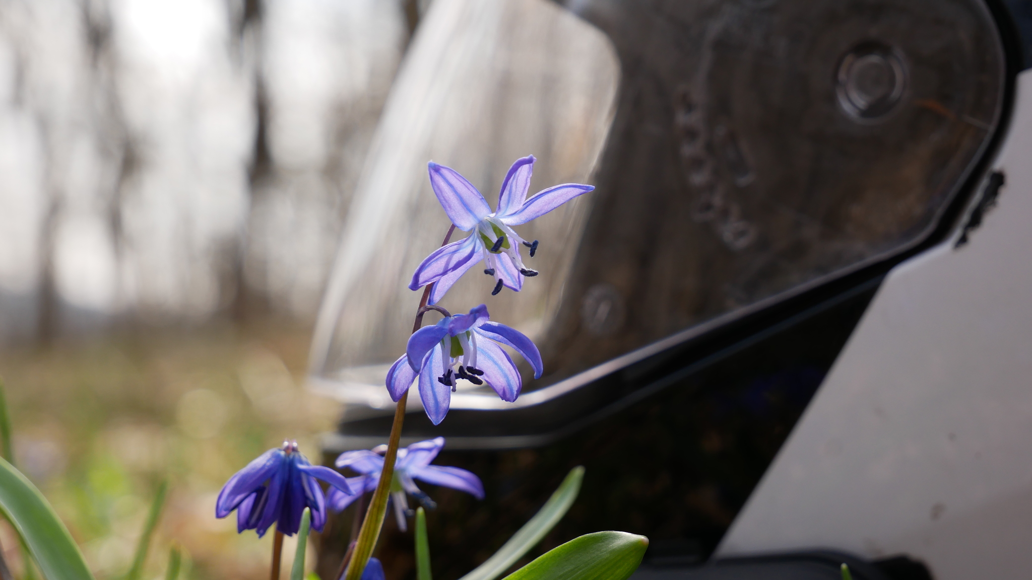 Looking for spring - My, Flowers, Pokatushki, Moto, Mood, Longpost