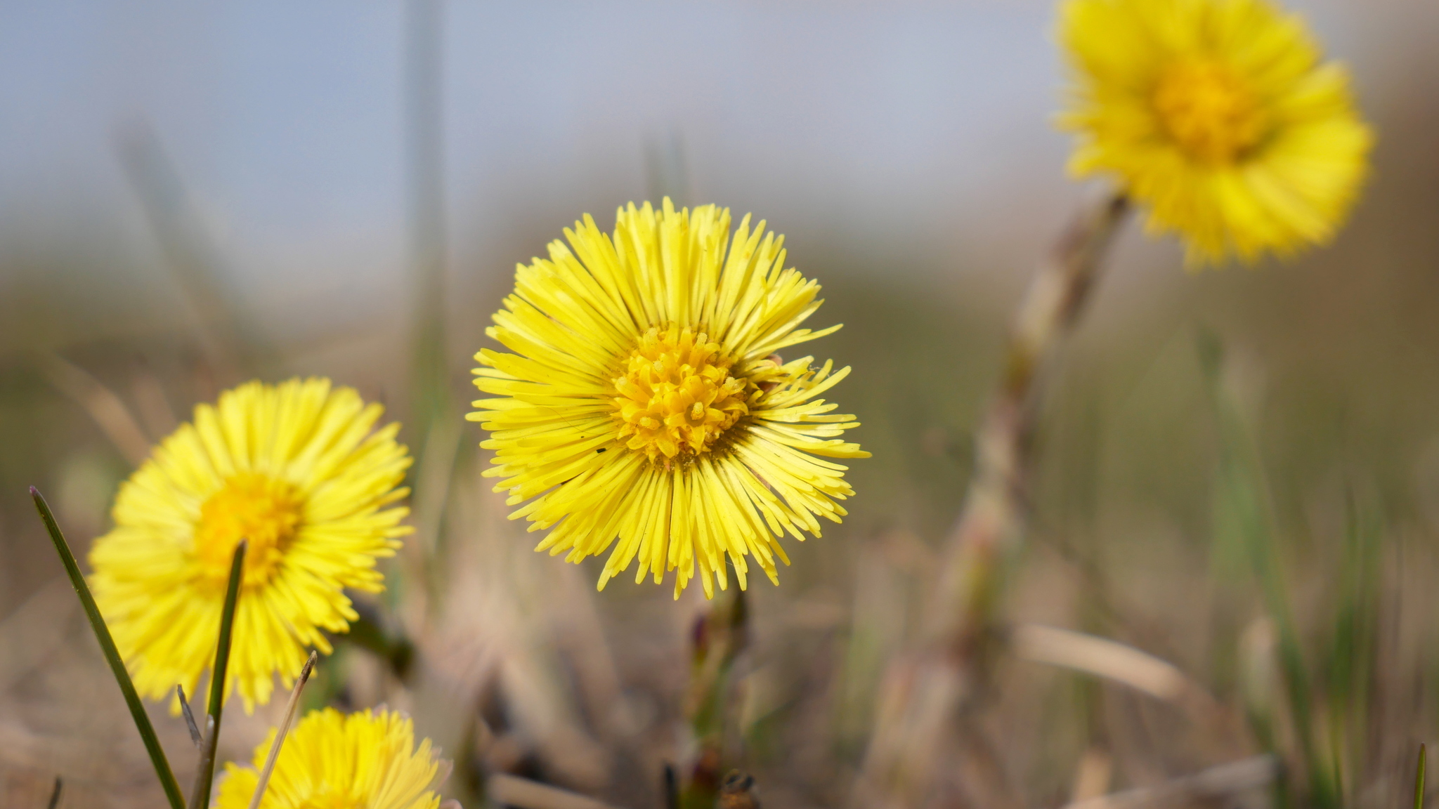 Looking for spring - My, Flowers, Pokatushki, Moto, Mood, Longpost