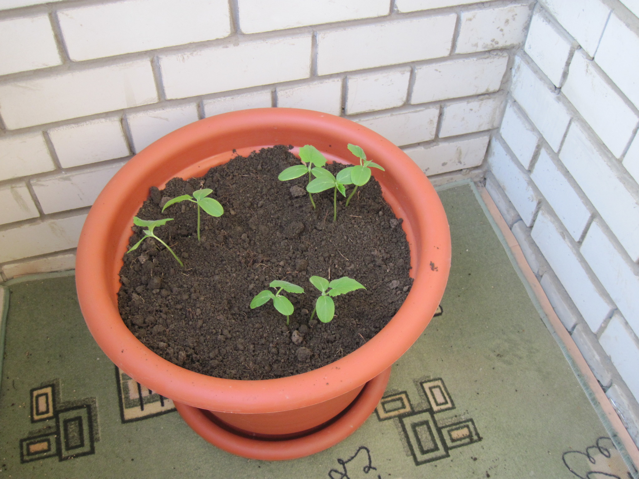 How I grew cucumbers on the balcony - My, Cucumbers, Balcony, Plants, Longpost