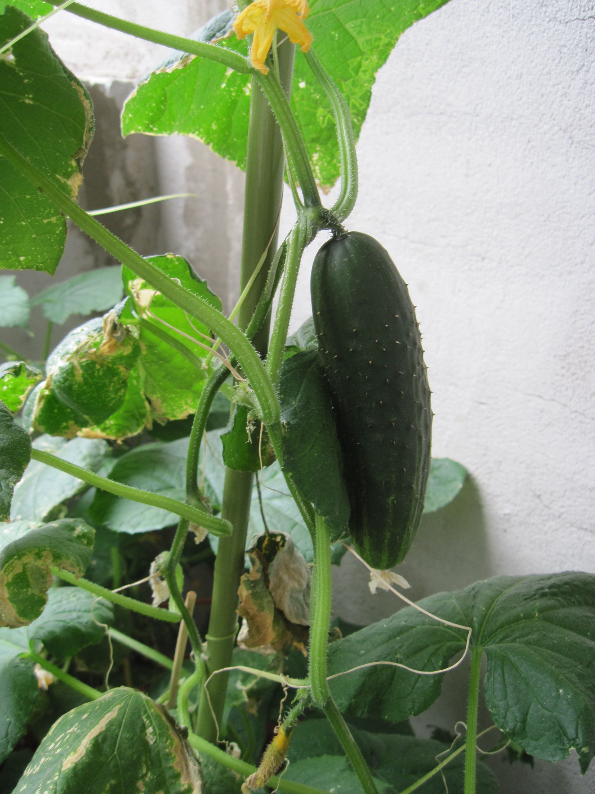 How I grew cucumbers on the balcony - My, Cucumbers, Balcony, Plants, Longpost