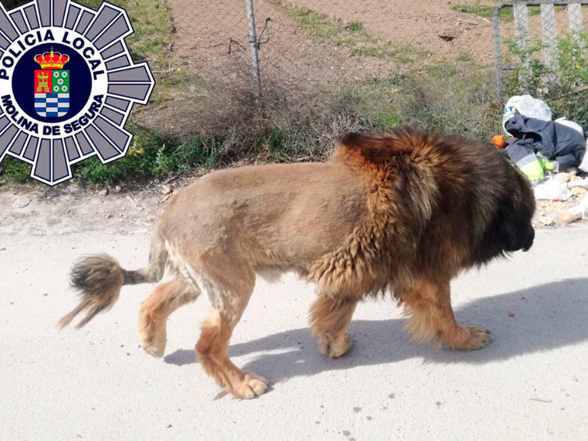 A dog with a lion cut scares the people of Spain - news, Dog, a lion, Panic, Spain