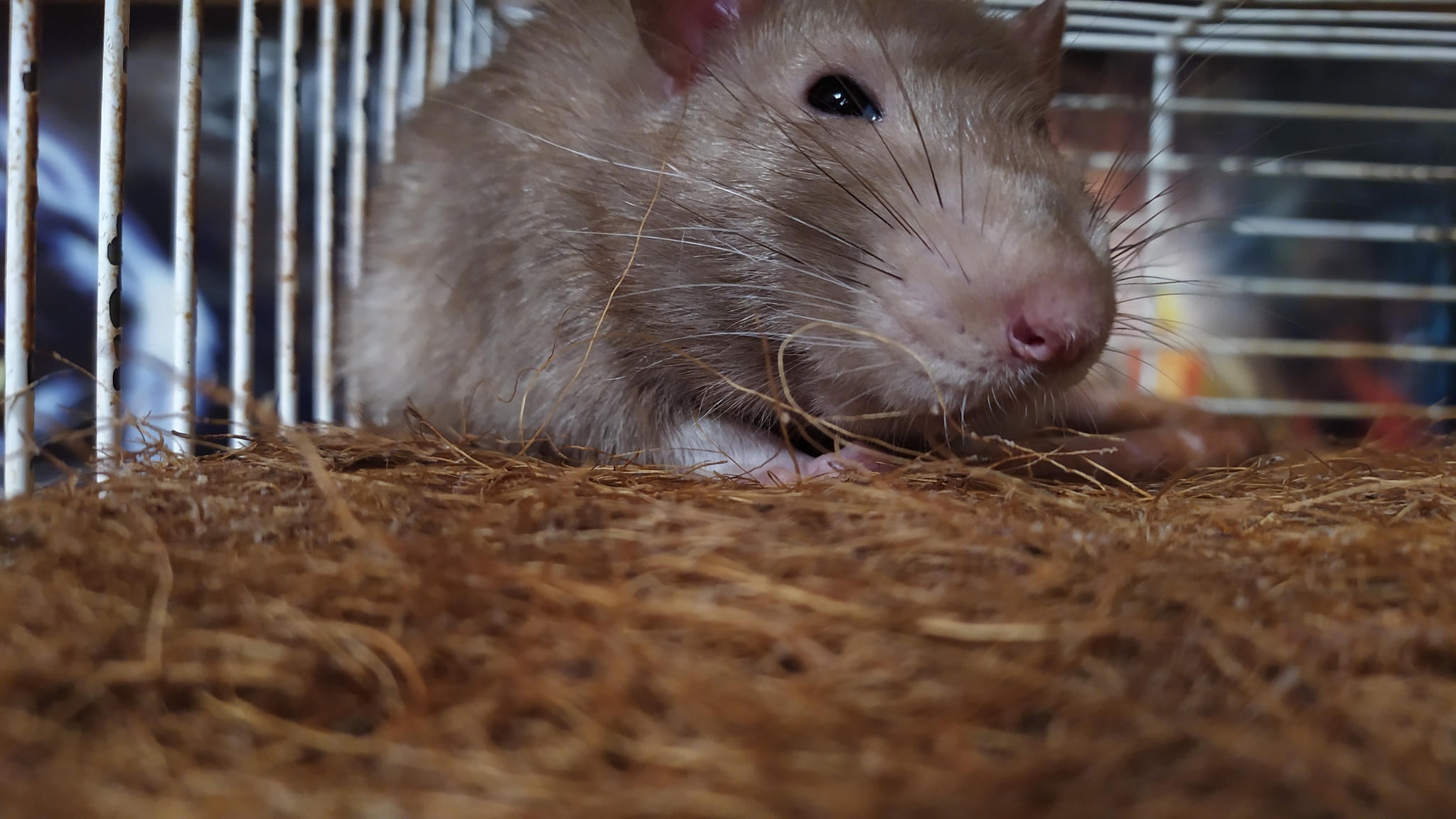 Rat everyday life #6 - My, Decorative rats, Rat, Milota, Animals, Longpost