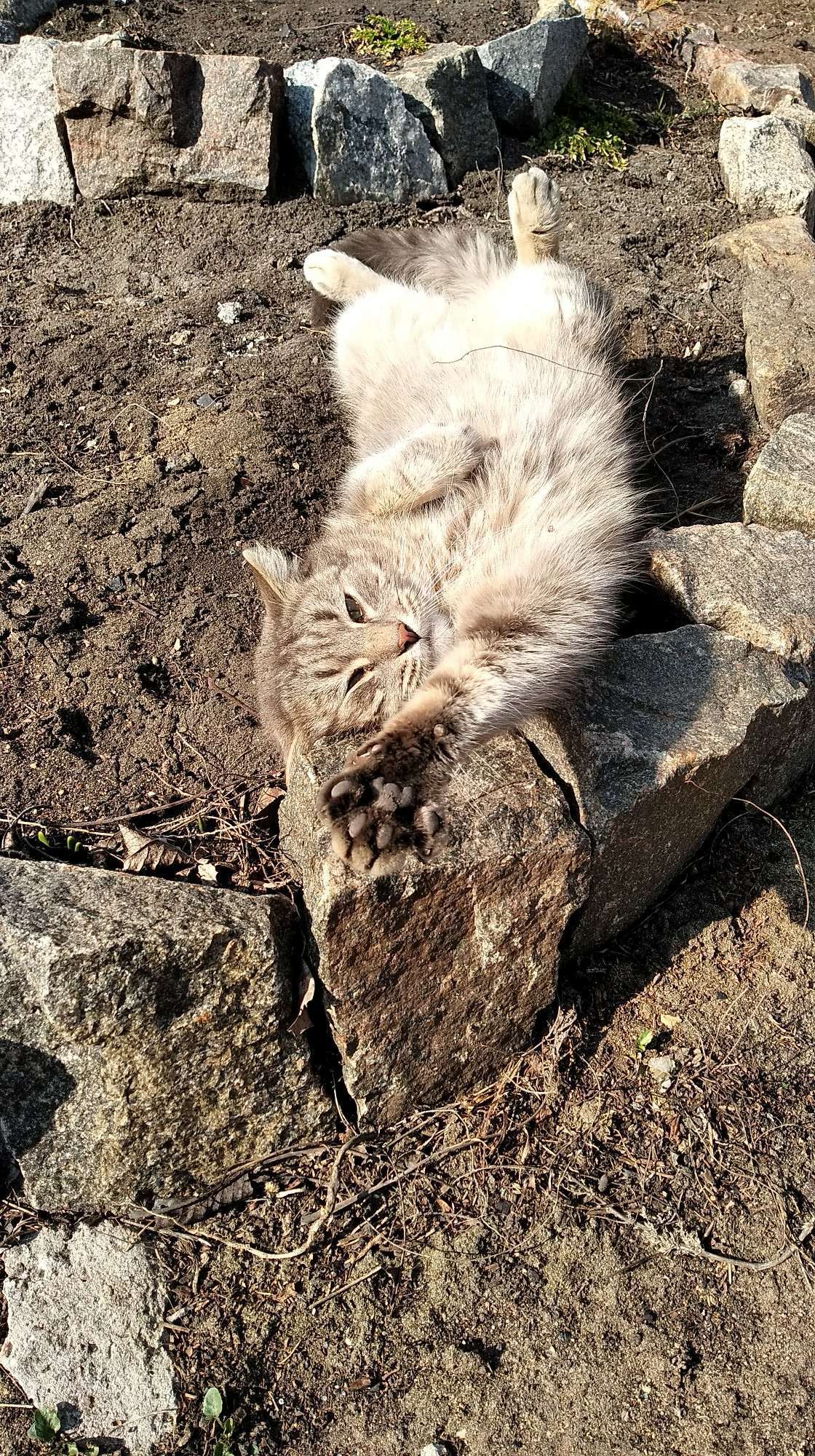 Cats are blooming too)) - My, cat, Spring, Flower bed