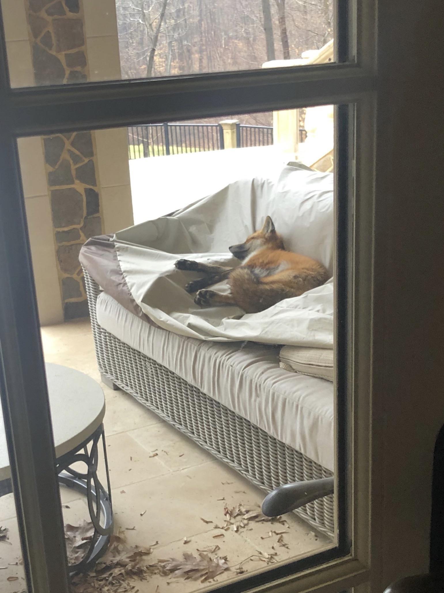 Discovered this guest this morning - Fox, Animals, The photo, Reddit