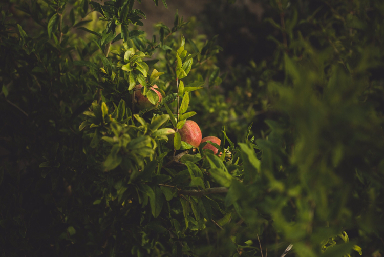 Adriatic. Pomegranate - My, Adriatic, Montenegro, Garnet, Nikon D810